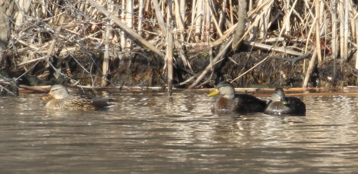 American Black Duck - ML130936441