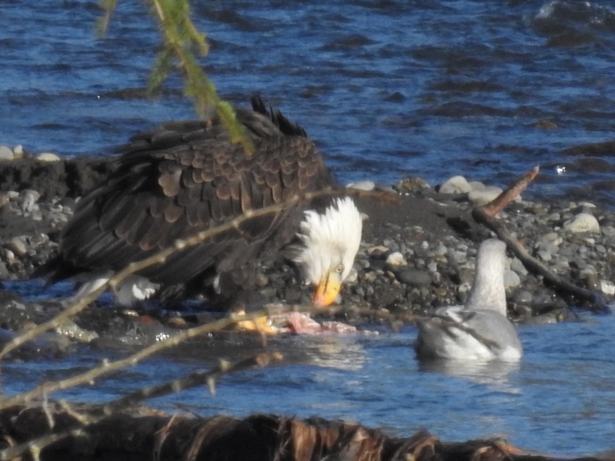 Bald Eagle - ML130936871