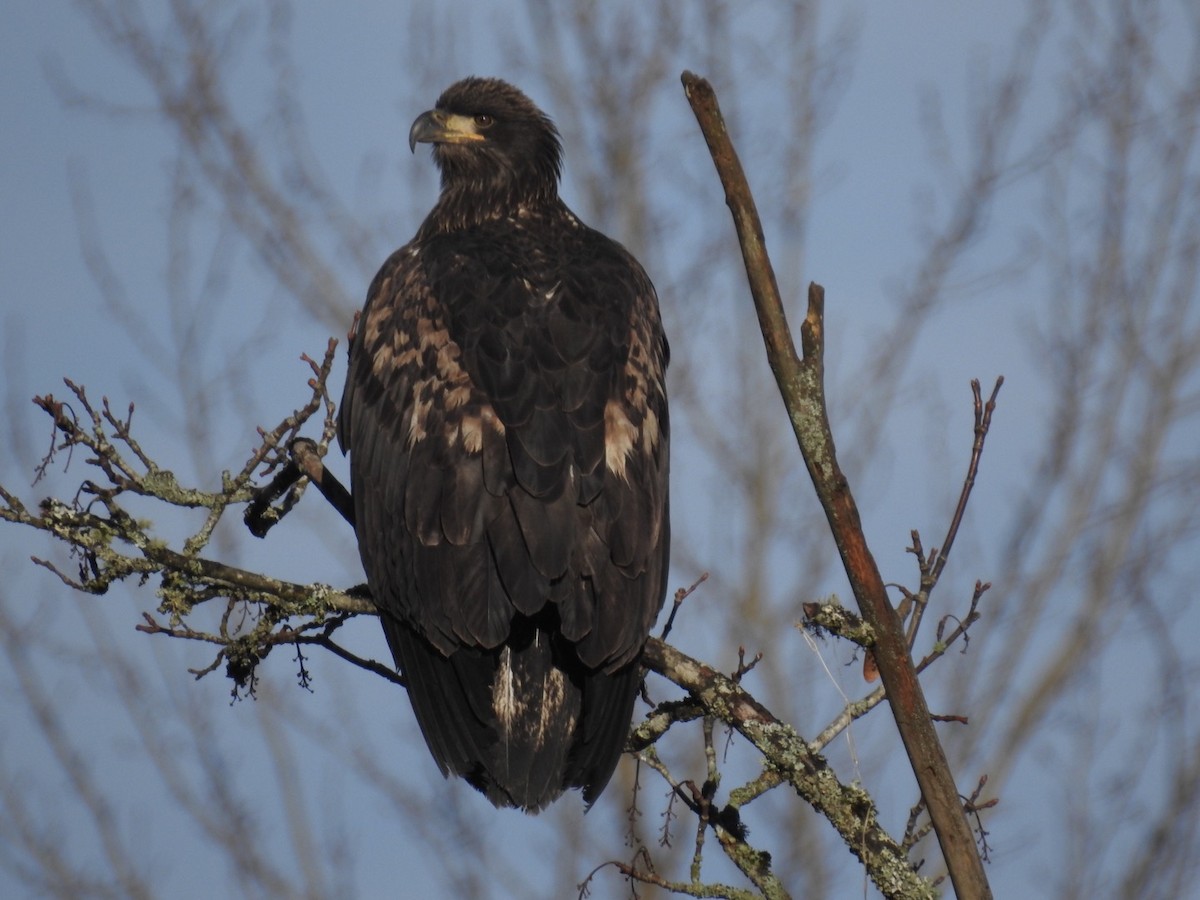 Bald Eagle - ML130936971