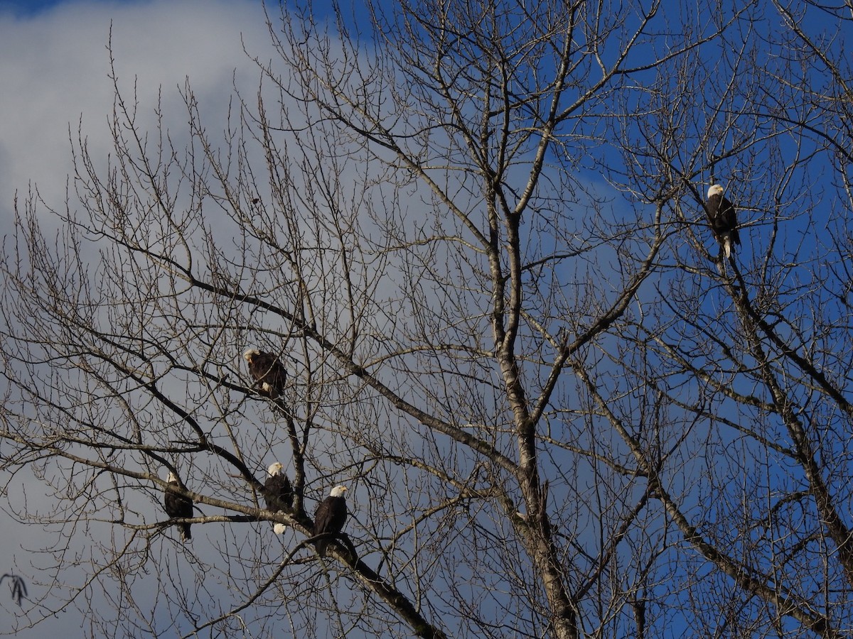 Bald Eagle - ML130936981