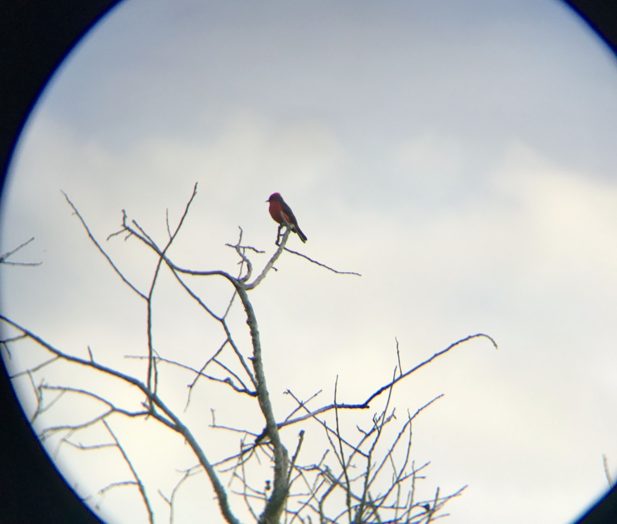 Vermilion Flycatcher - ML130937071