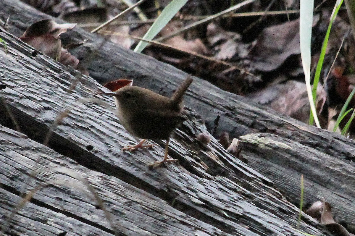 Winter Wren - ML130939061