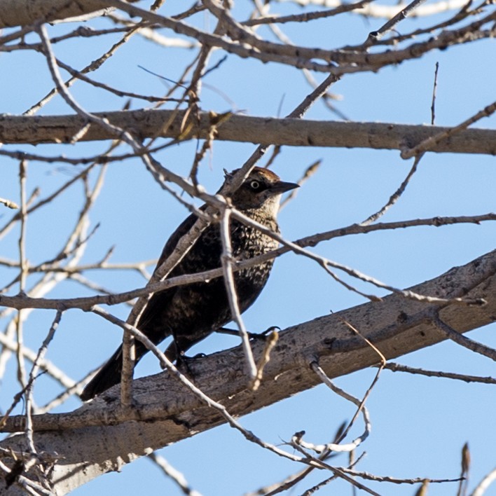 Rusty Blackbird - ML130939151