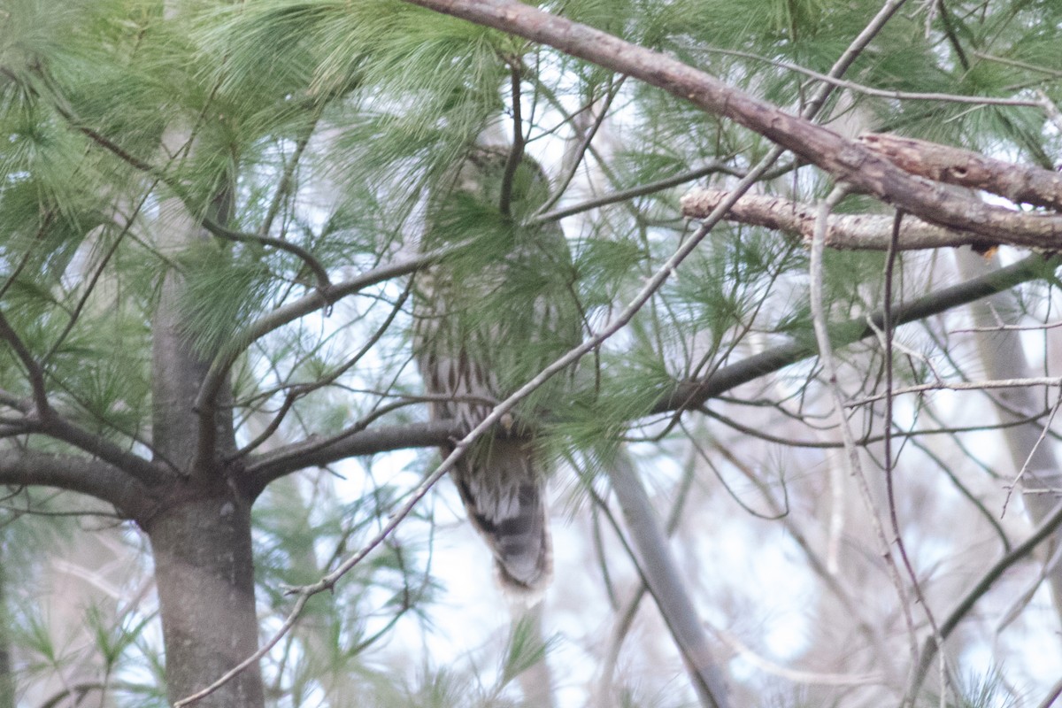 Barred Owl - ML130939351