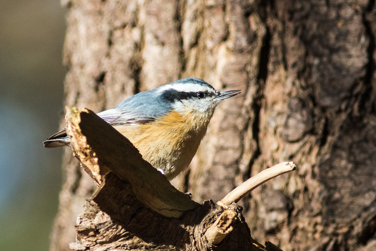 Red-breasted Nuthatch - ML130939711