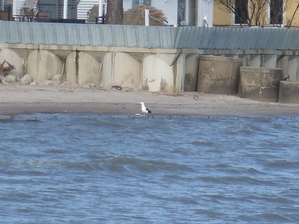 Great Black-backed Gull - ML130946611