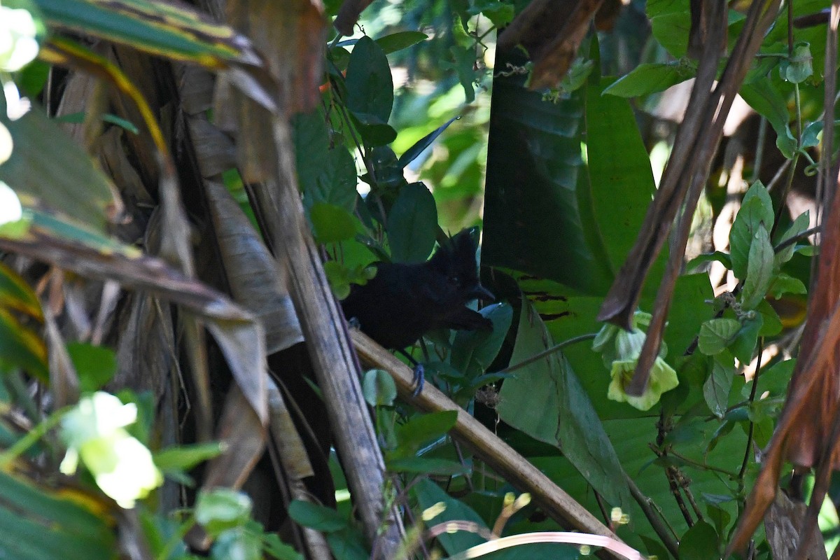 Tufted Antshrike - ML130948261