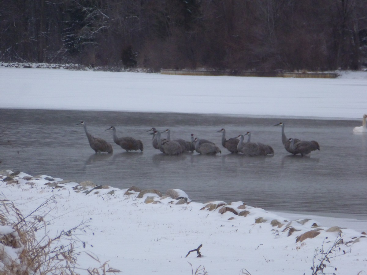 Орог тогоруу - ML130949431