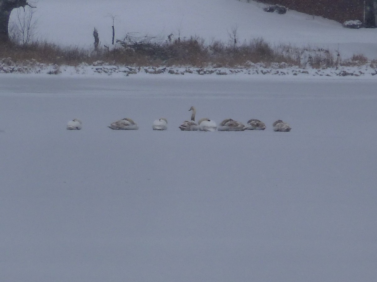 Хуруут хун - ML130949441