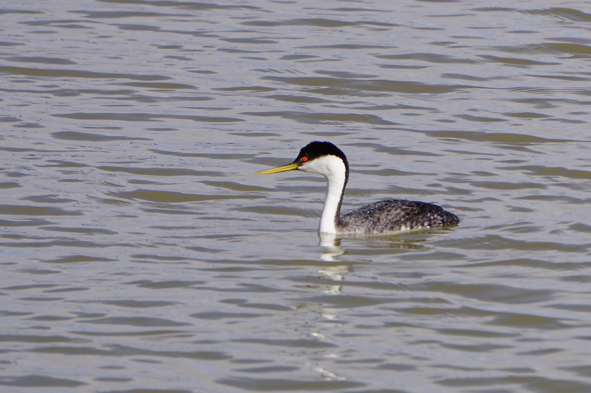 Western Grebe - ML130950171