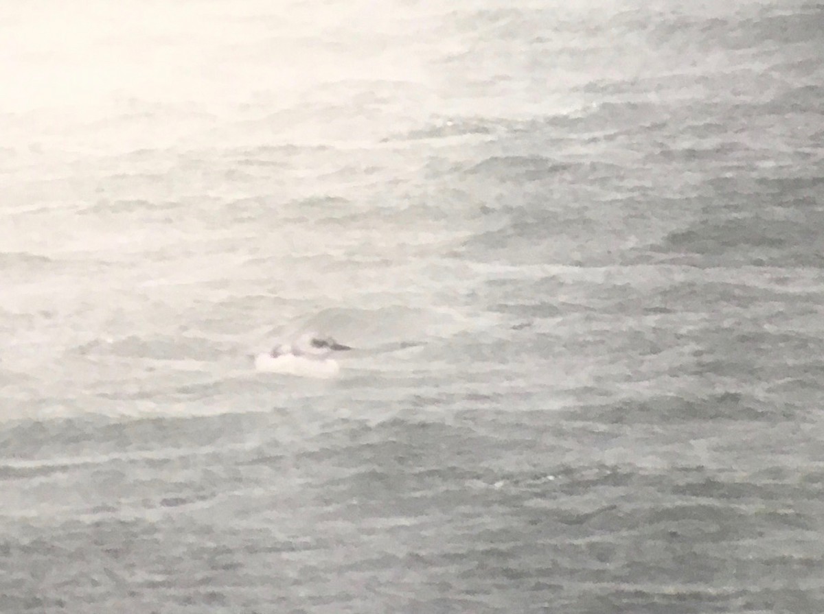 Black Guillemot - ML130952291