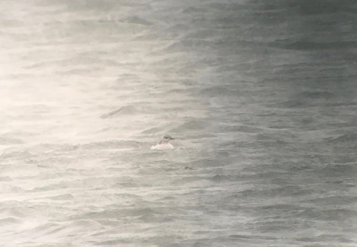 Black Guillemot - ML130952321