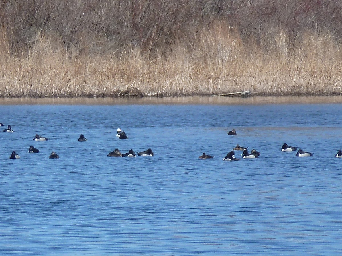 Ring-necked Duck - ML130954141