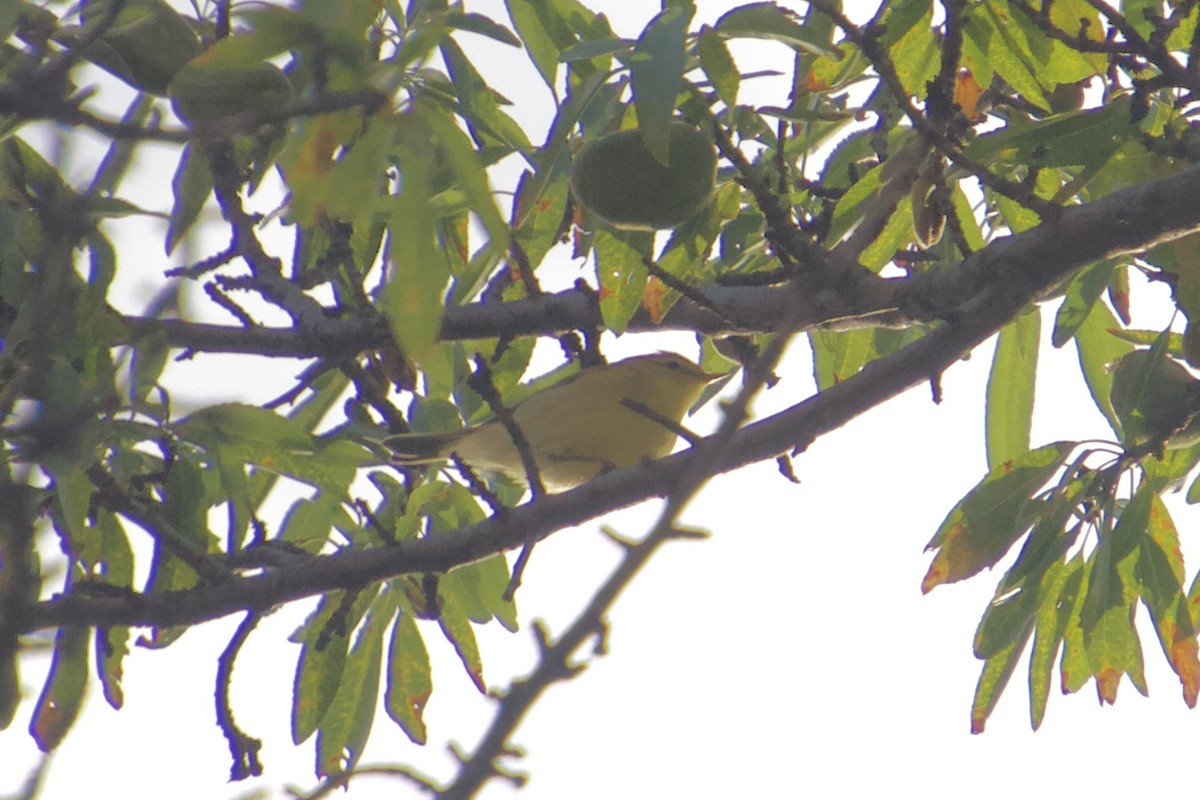 Melodious Warbler - Ruth Wittersgreen