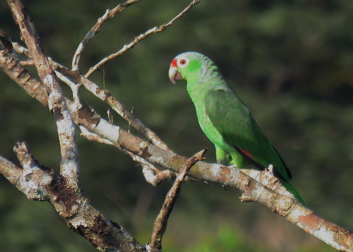 Red-lored Parrot - Oliver  Komar