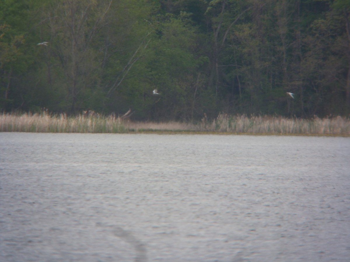 Caspian Tern - ML130957431