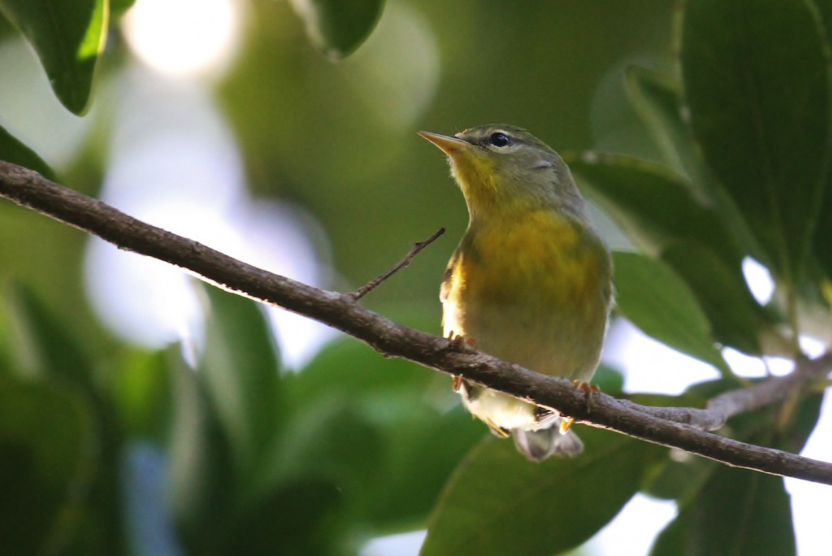 Parula Norteña - ML130957471