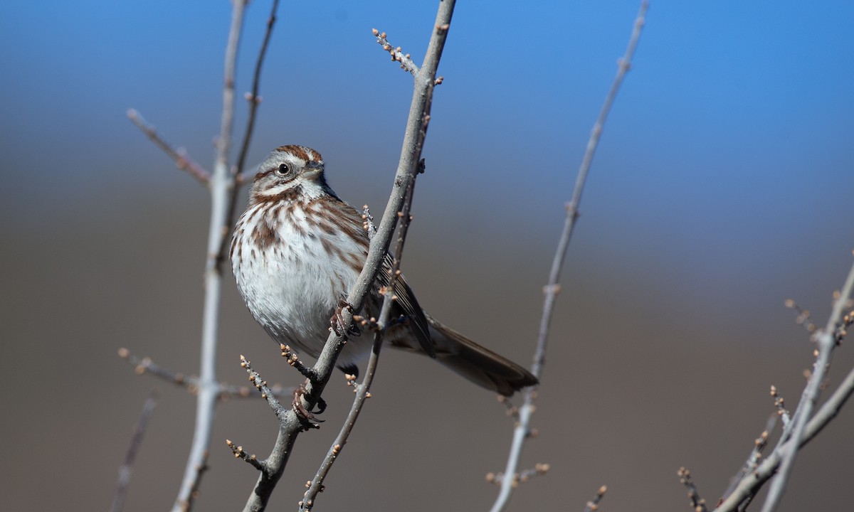 Song Sparrow - Chris Wood