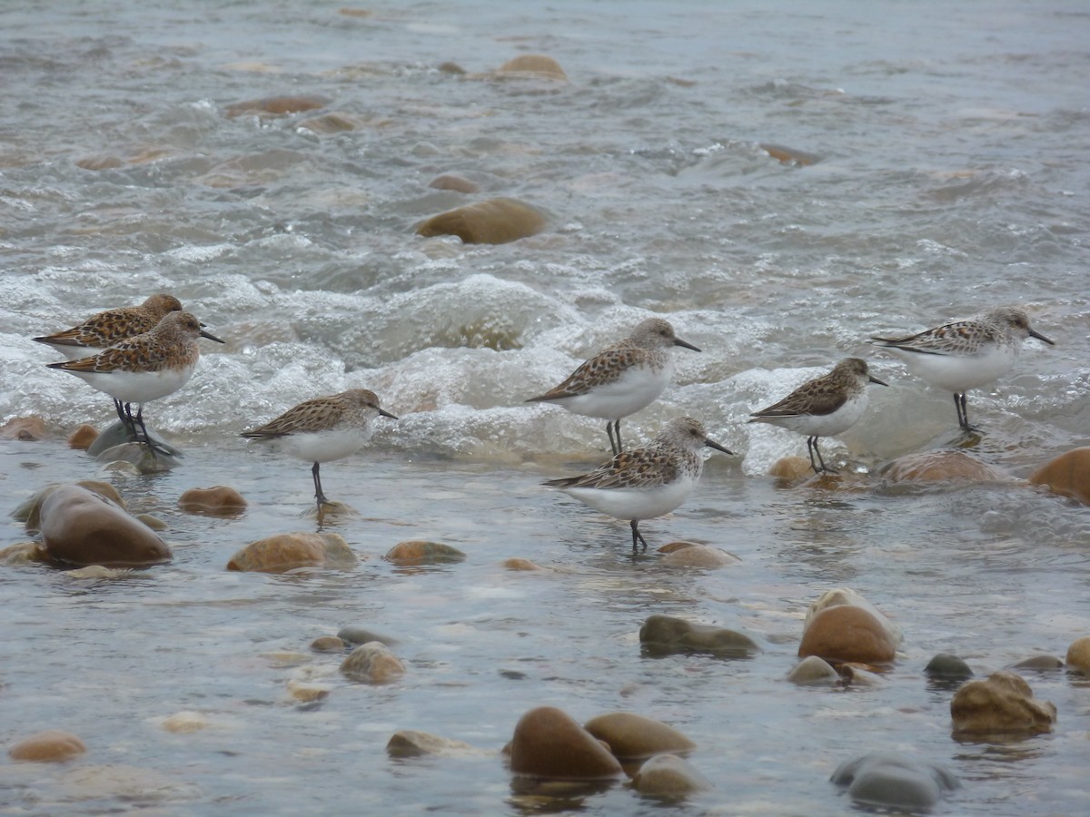 Sanderling - ML130957721