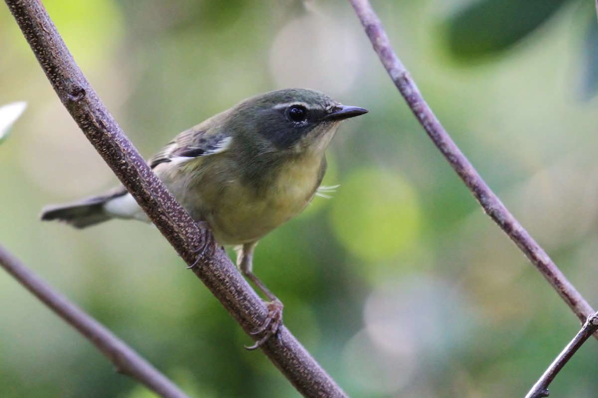 Black-throated Blue Warbler - ML130957731