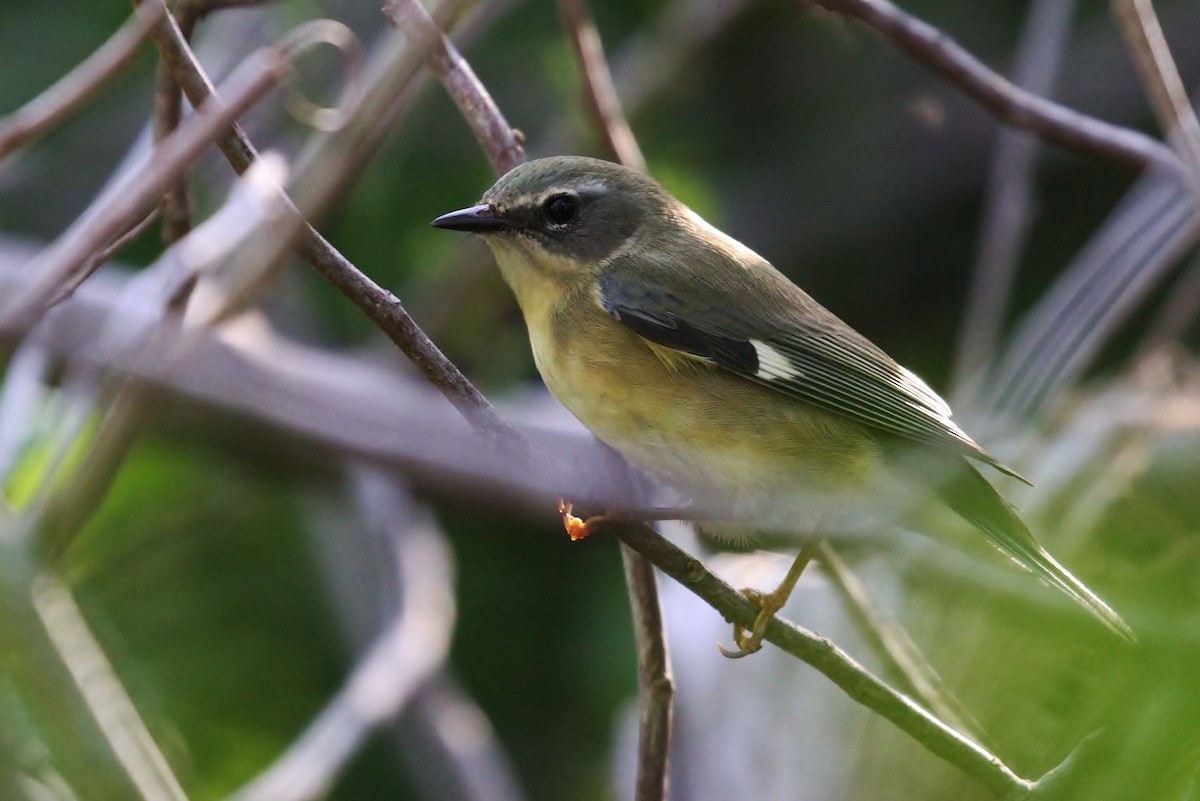 Black-throated Blue Warbler - ML130957741