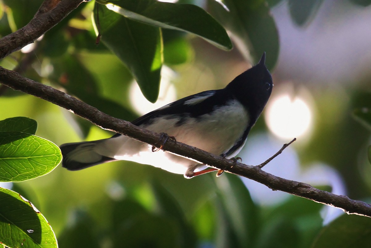 Black-throated Blue Warbler - ML130957751