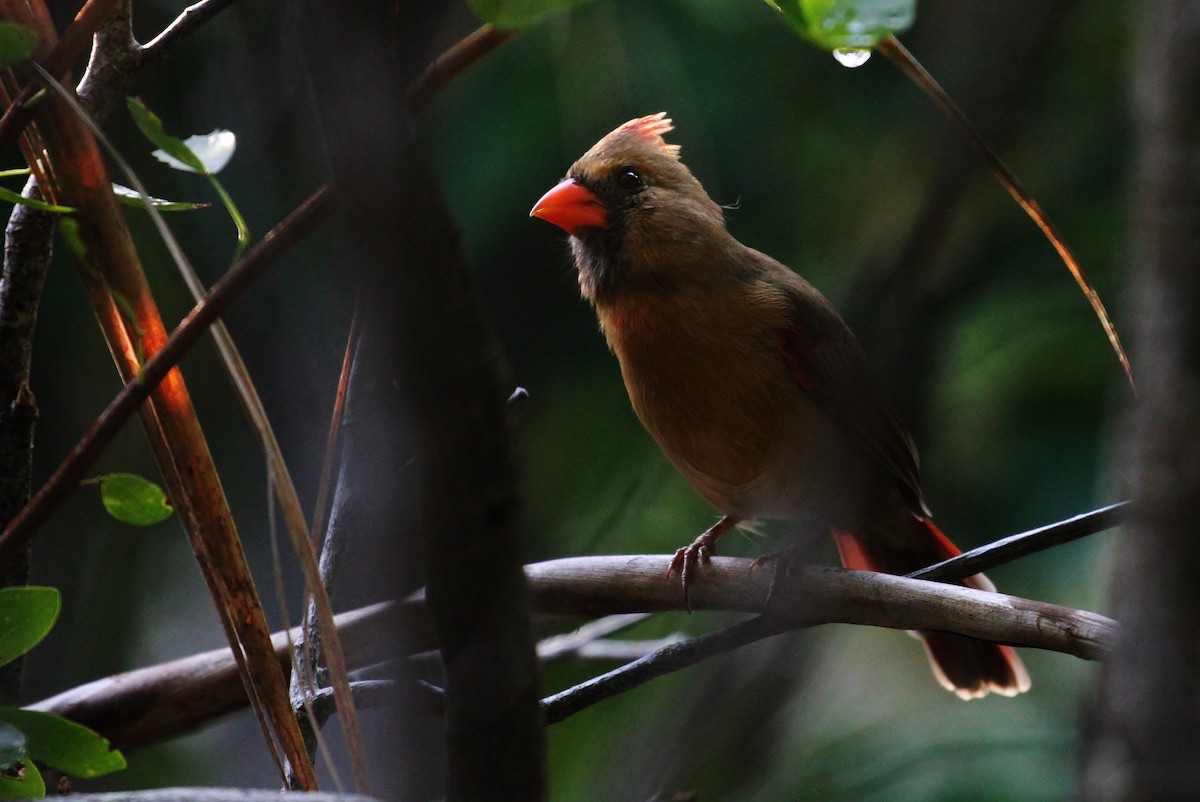 Northern Cardinal - ML130957801