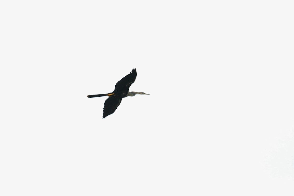 Anhinga - ML130957811