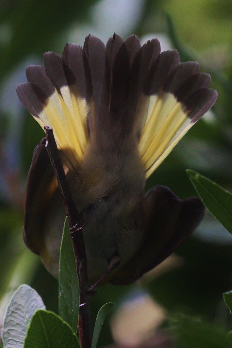 American Redstart - ML130957901