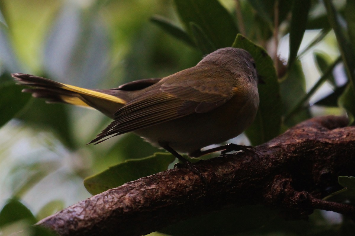 American Redstart - ML130957911