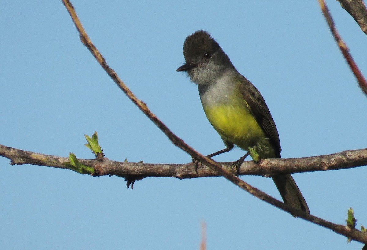 Dusky-capped Flycatcher - ML130958551