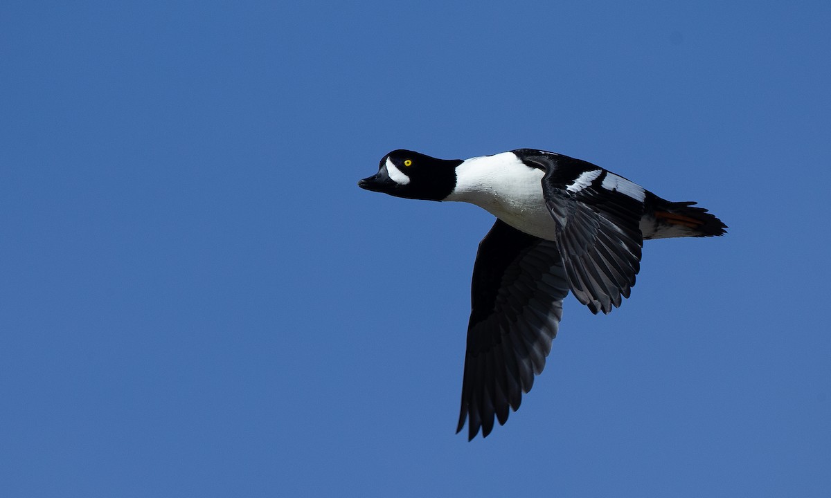 Barrow's Goldeneye - ML130958721