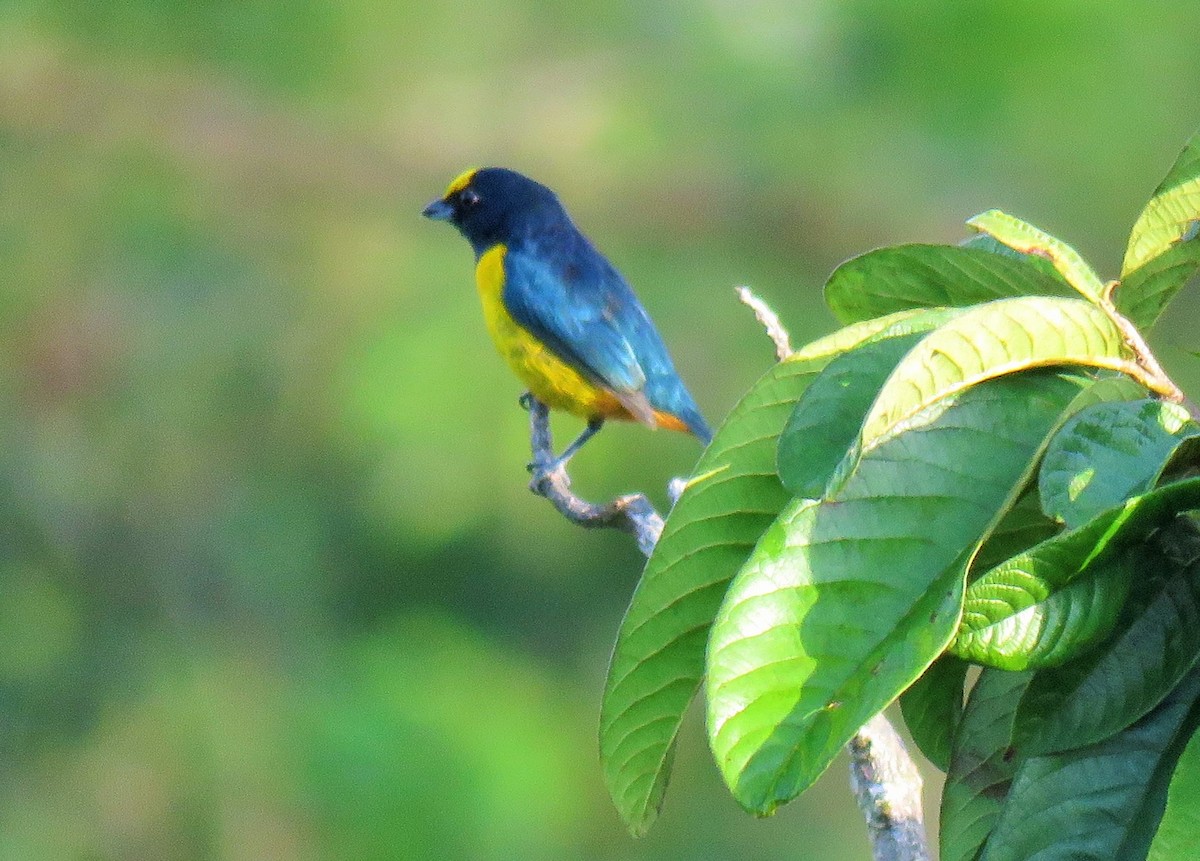 Fulvous-vented Euphonia - Oliver  Komar