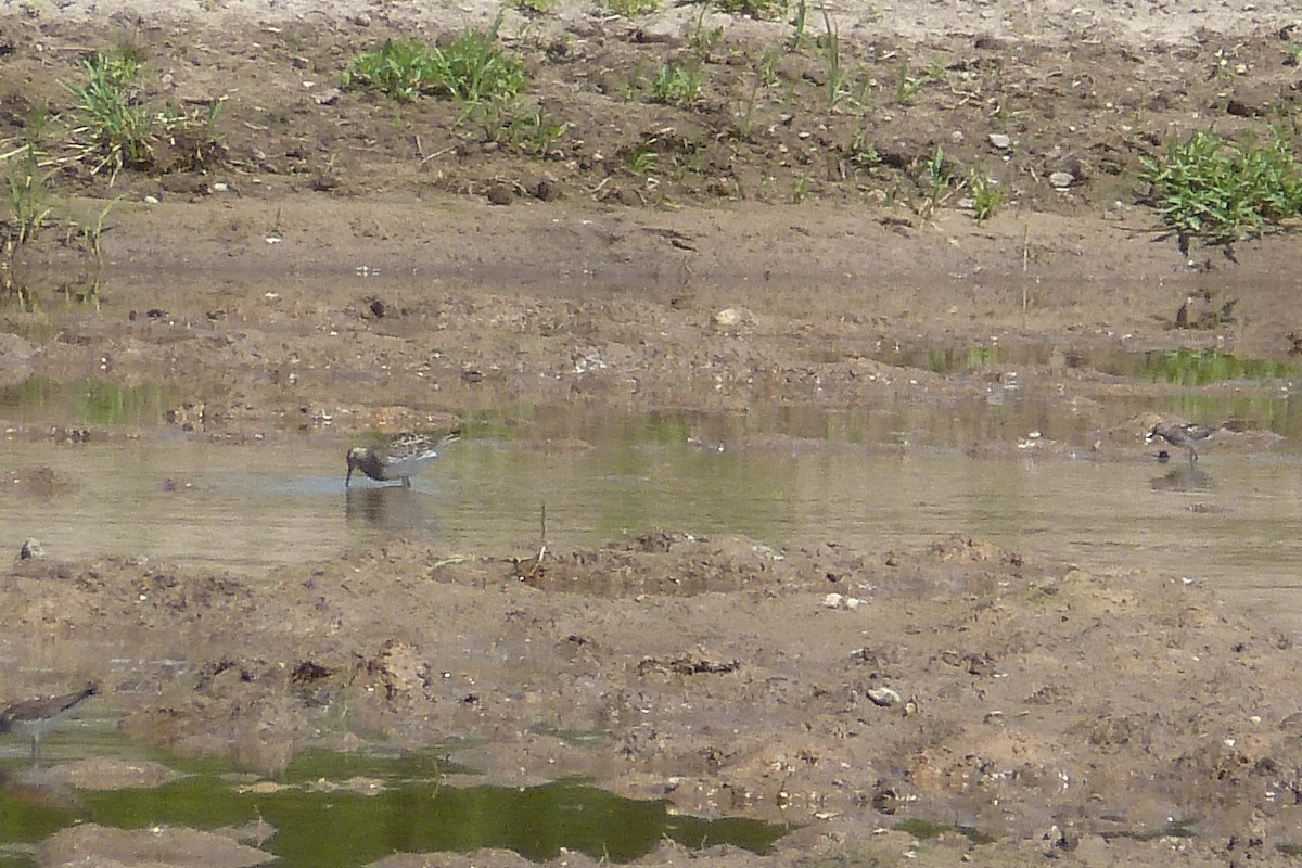 Pectoral Sandpiper - ML130960811