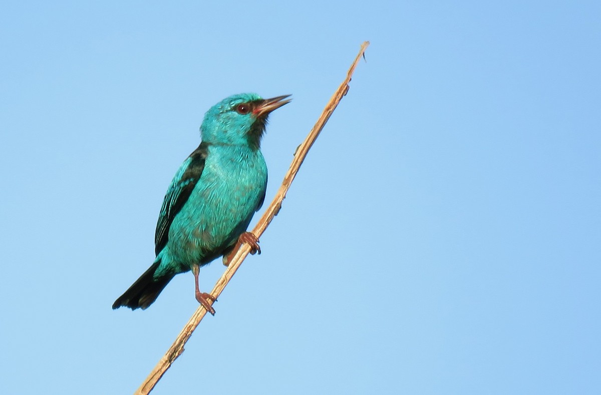 Blue Dacnis - ML130962381