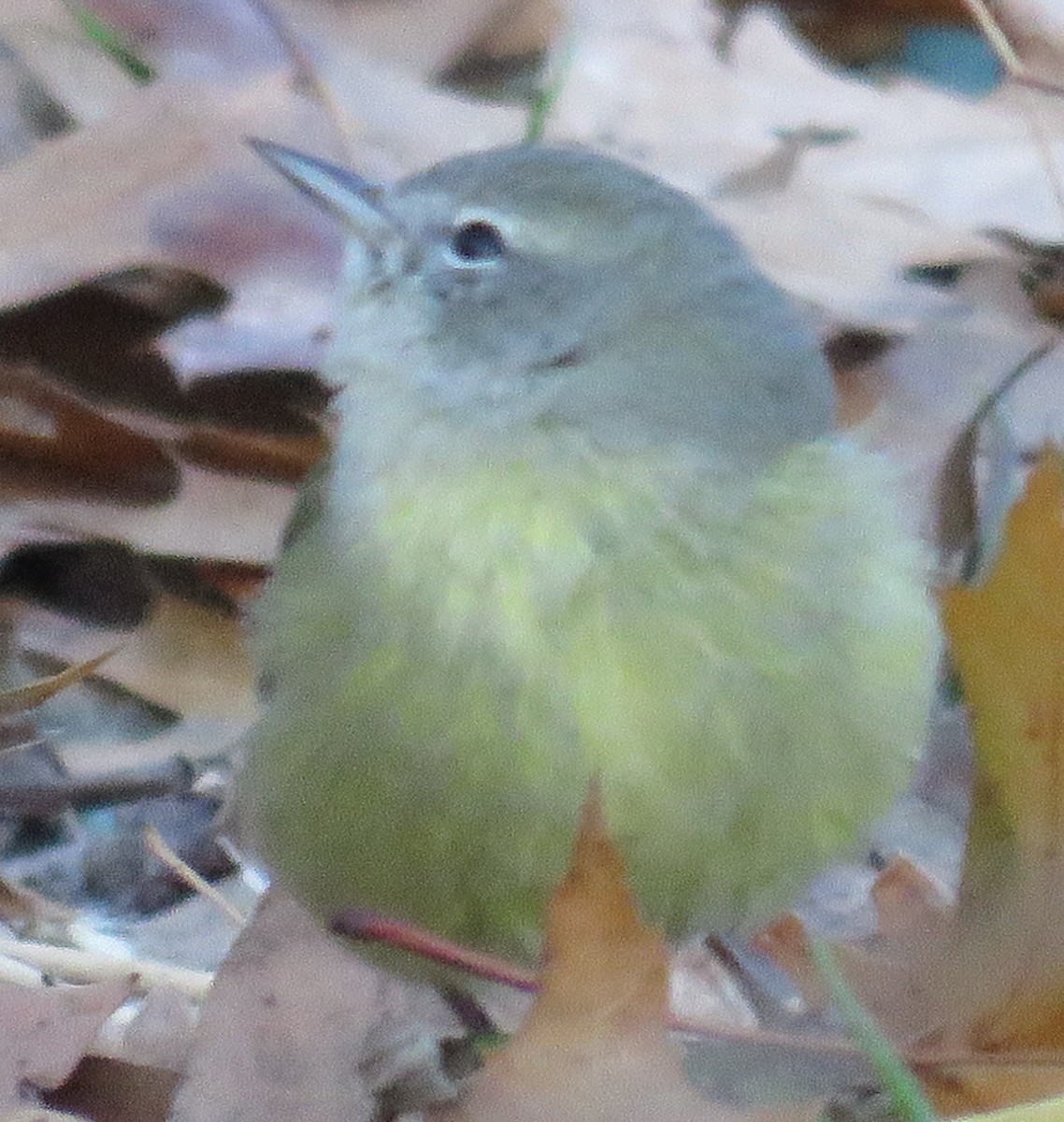 Orange-crowned Warbler - ML130962811
