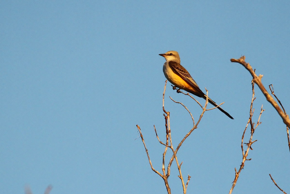 Scissor-tailed Flycatcher - ML130962881