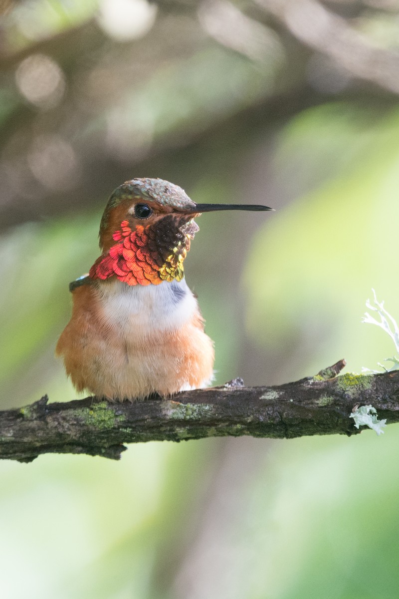 Алленов колибри - ML130963111