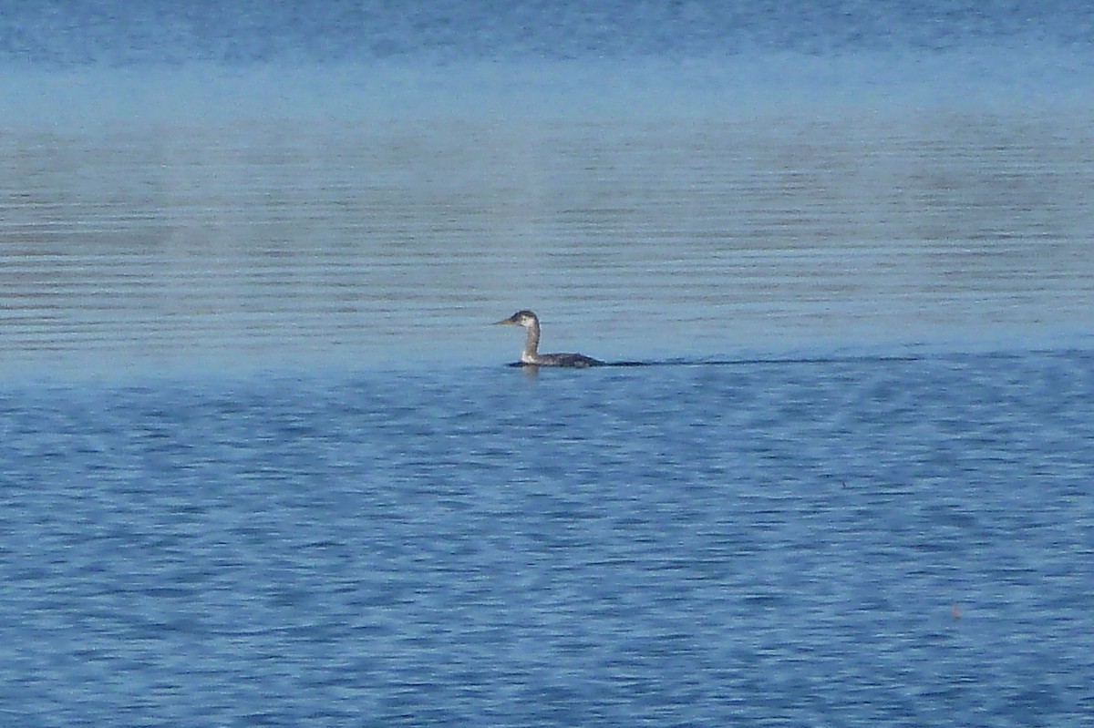 Red-necked Grebe - ML130963481