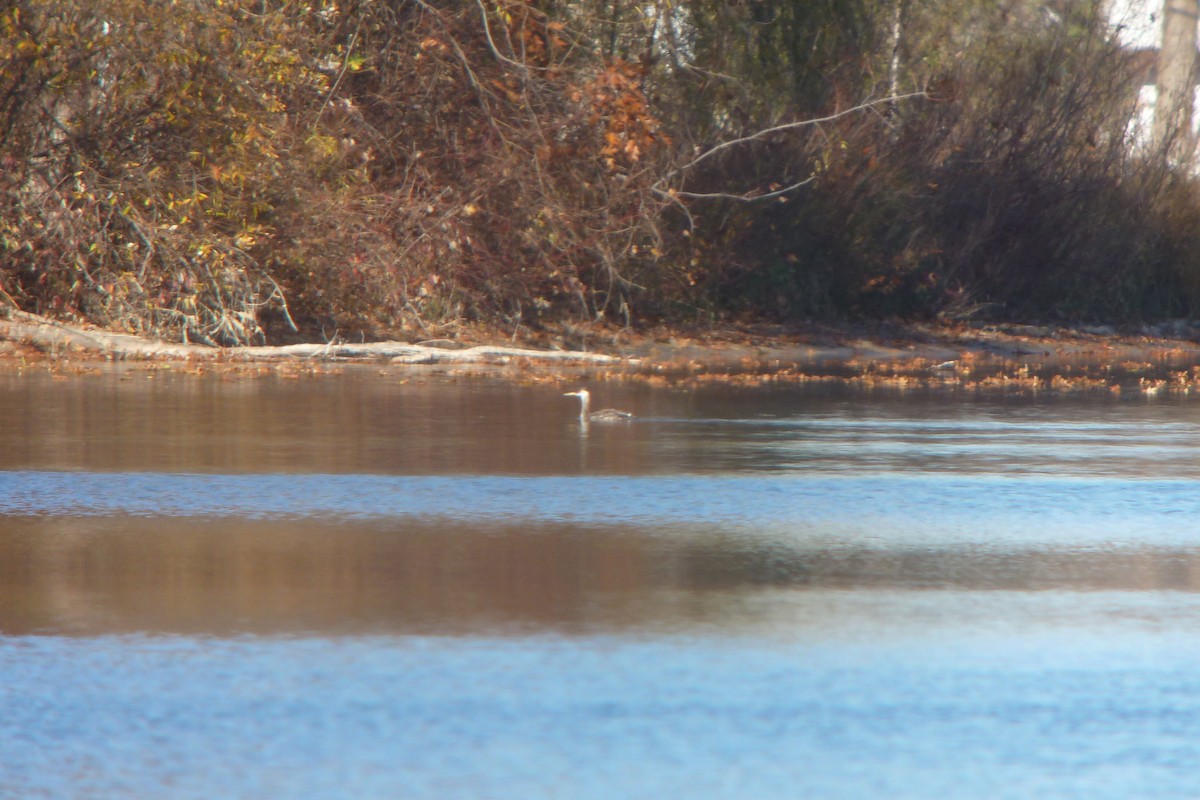 Red-necked Grebe - ML130963511