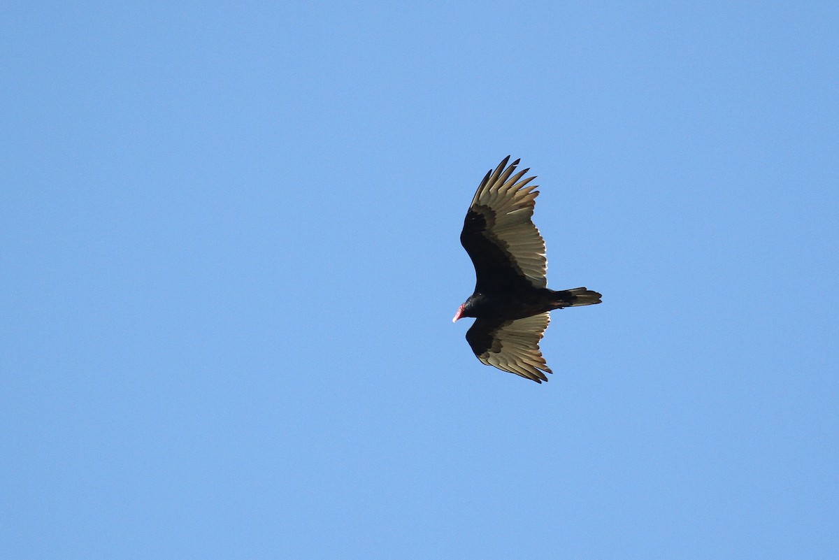 Turkey Vulture - ML130964941