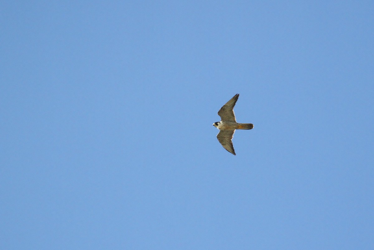 Peregrine Falcon - ML130965021