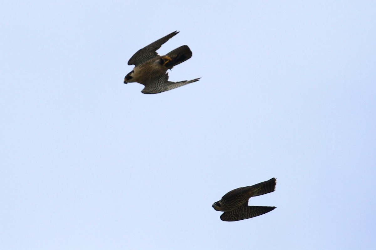 Peregrine Falcon - ML130965031