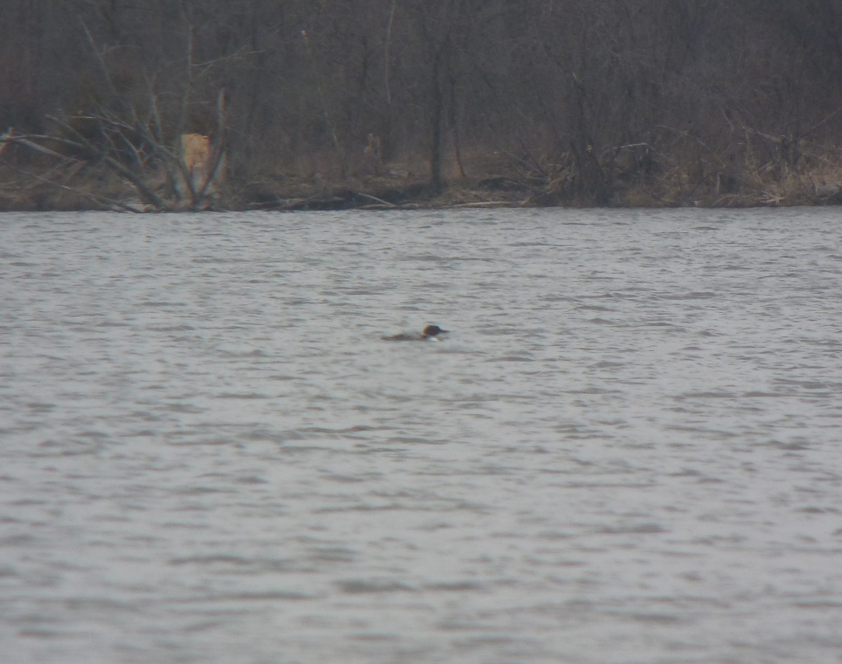 Common Loon - ML130969801