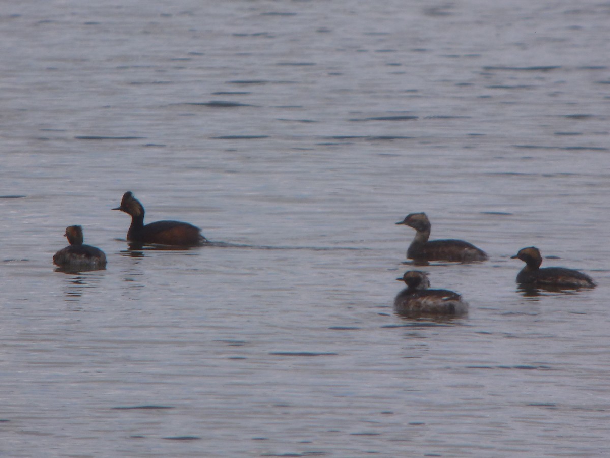 Horned Grebe - ML130970271