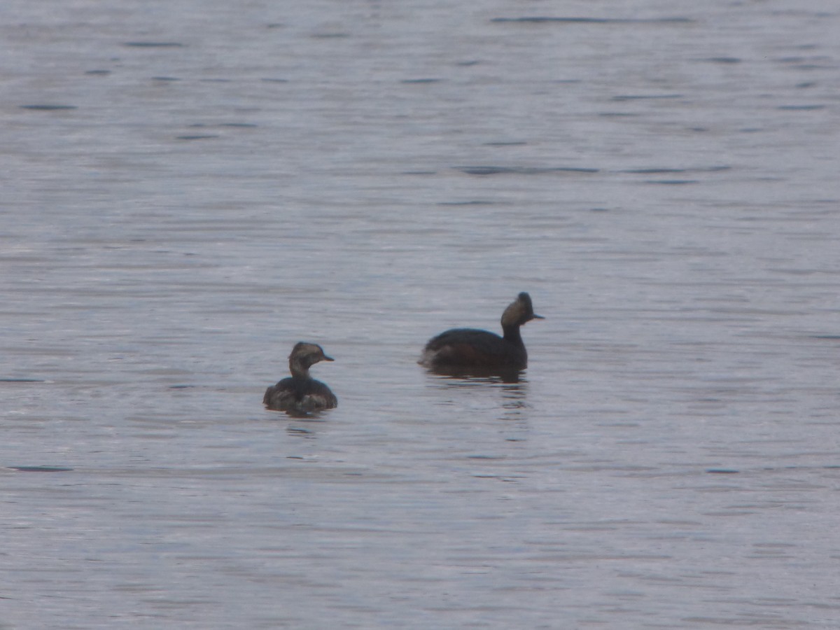 Eared Grebe - ML130970311