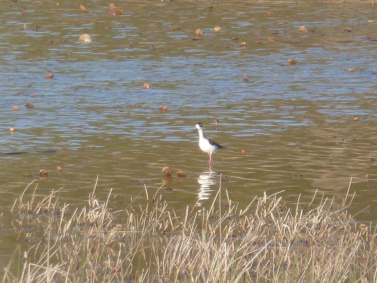 Black-necked Stilt - ML130971151