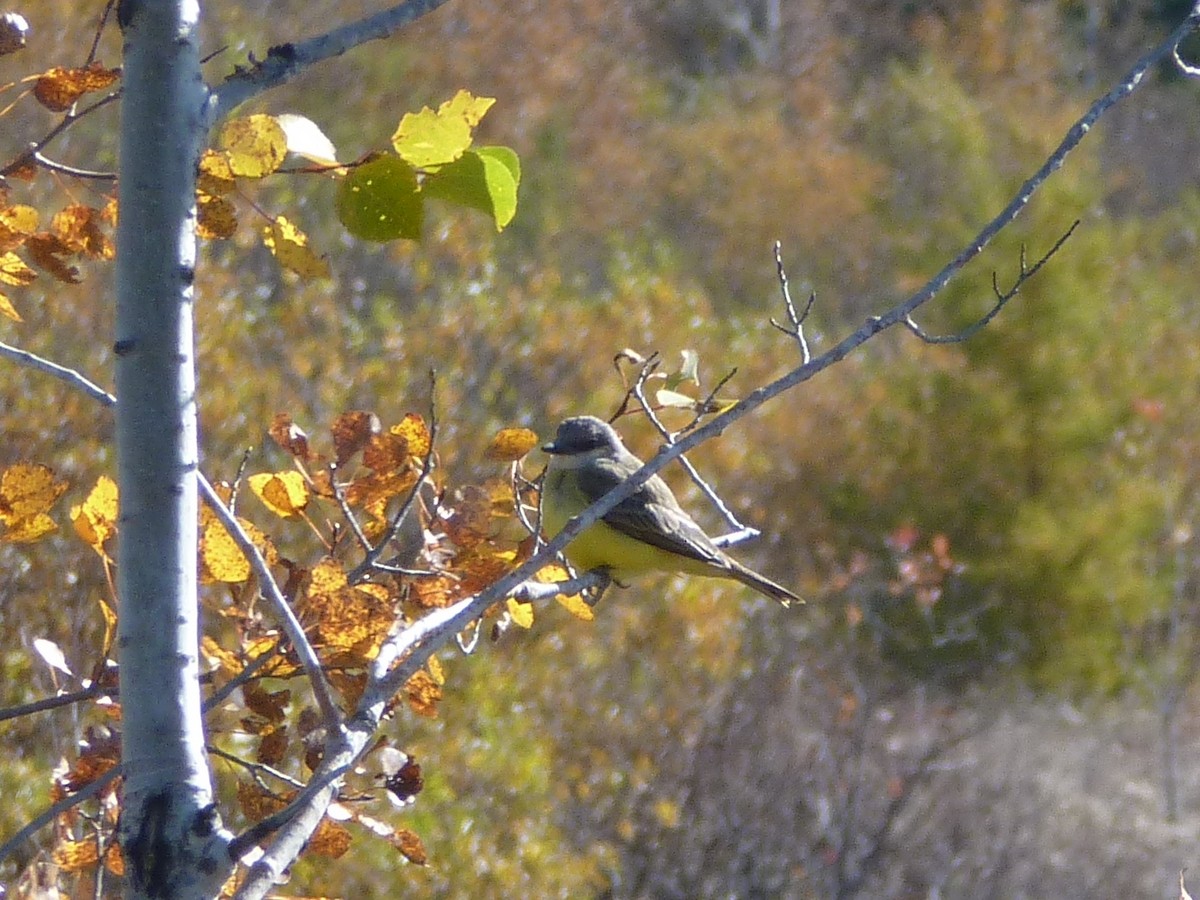 Tropical Kingbird - ML130974361