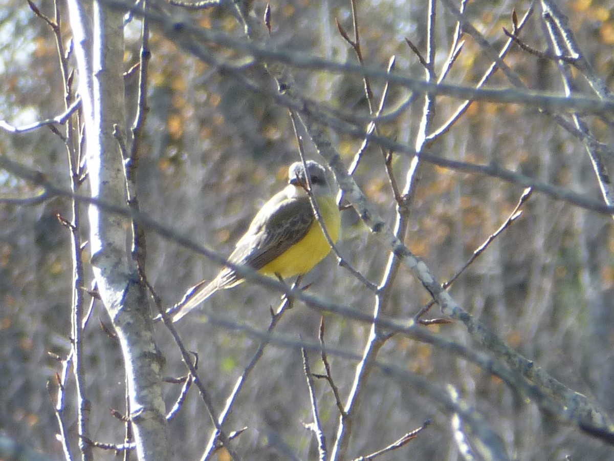 Tropical Kingbird - ML130974371