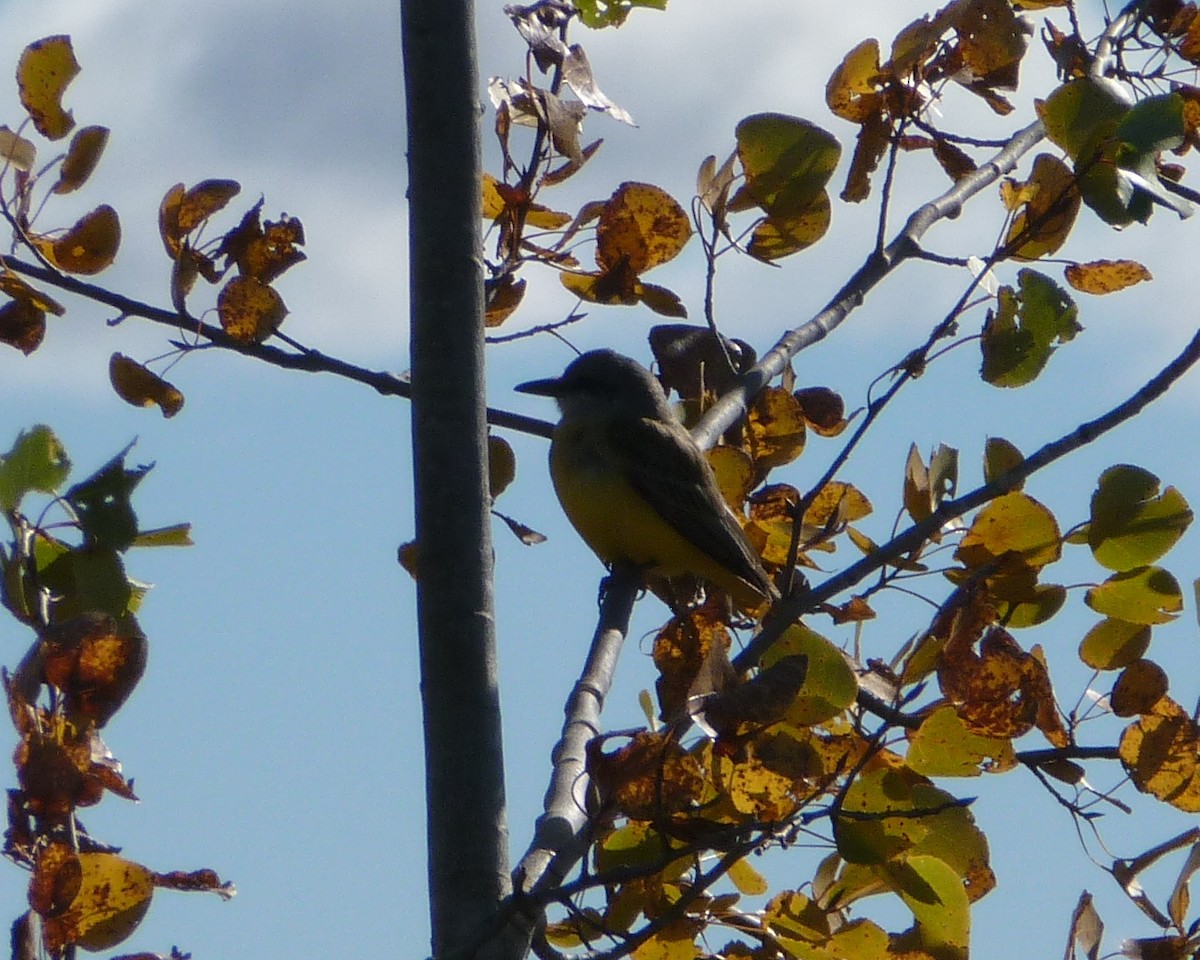 Tropical Kingbird - ML130974381